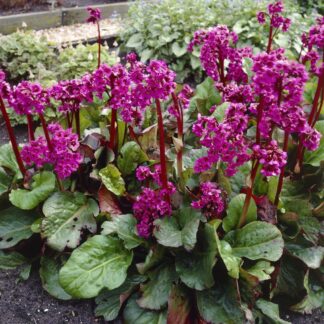 Bergenia 'Eroica' - Elephant Ears