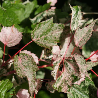 Acer 'Esk Flamingo' - Snakebark Maple - Circa 2m Tall