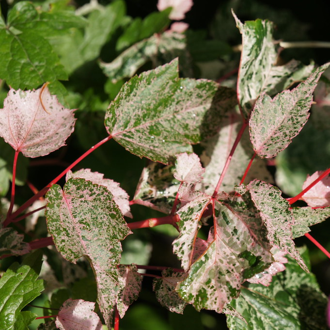 Acer 'Esk Flamingo' - Snakebark Maple - Circa 2m Tall