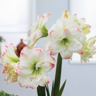 Amaryllis - Amadeus Candy - Hippeastrum Bulb