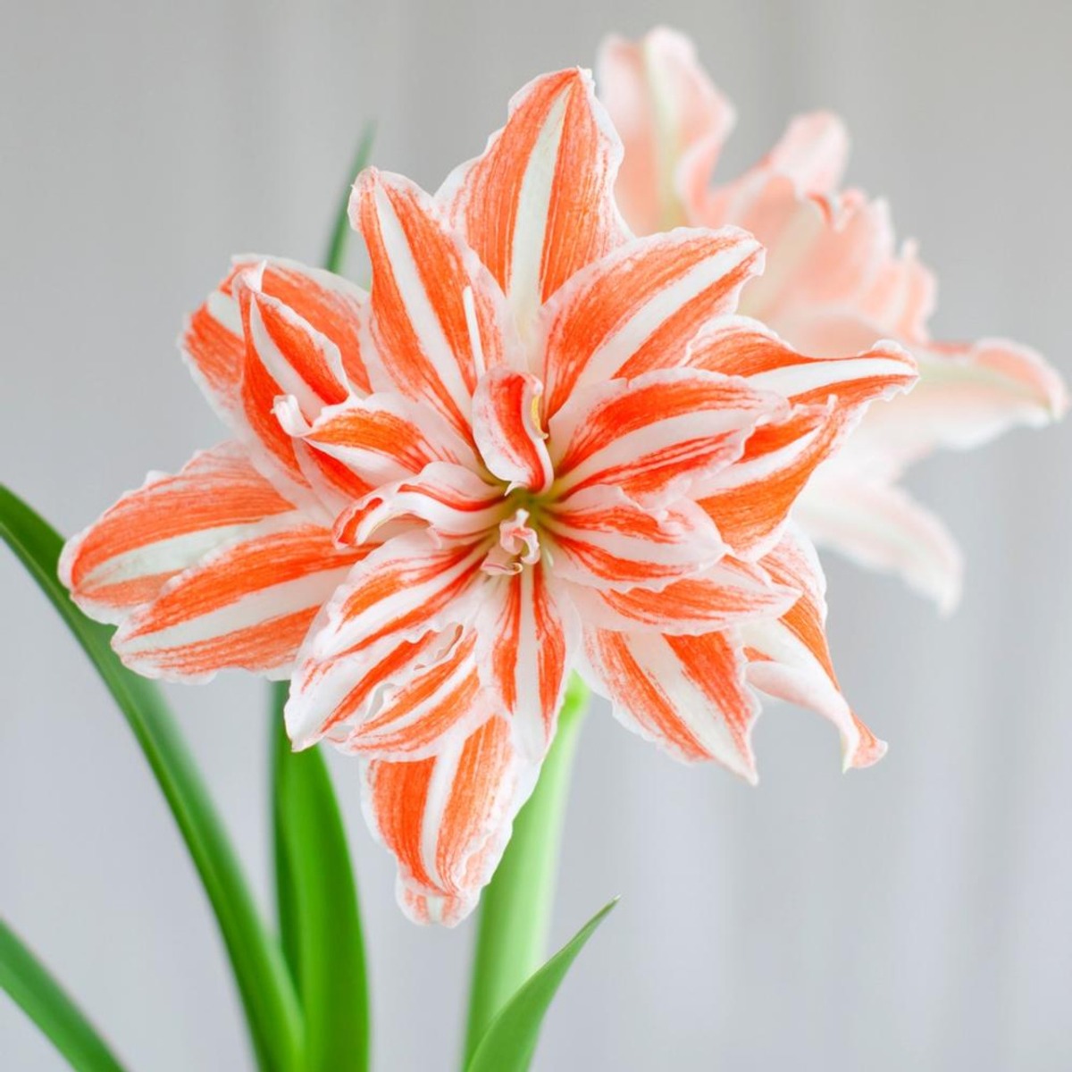 Amaryllis Dancing Queen - Double Orange & White Hippeastrum Bulb
