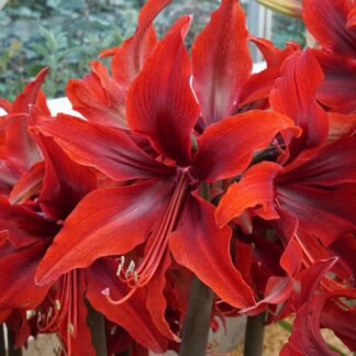 Amaryllis Red Amazone - Hippeastrum Bulb