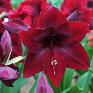 Amaryllis Red Pearl - Hippeastrum Bulb