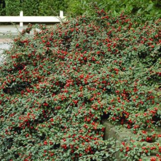 Cotoneaster Dammeri