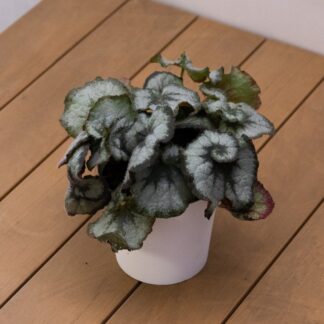 Begonia Leaf Rieger - Foliage Houseplant