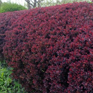 Hardy Stunning Berberis Collection -Pack of 3 Japanese Barbery