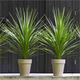 XXXL Cordyline Australis Verde - Hardy Green Torbay Palm - Circa 150-160cm (5ft) Tall