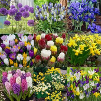 Spring Magic Mega Box - Bundle of £126 Worth of Autumn Planting Bulbs For Under £25!!