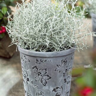 Calocephalus (Leucophyta) Brownii - Silver Threads Plant