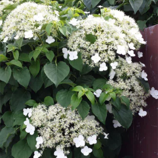 Hydrangea Petiolaris - Climbing Hydrangea - Pack of Three Hydrangea Anomala Plants