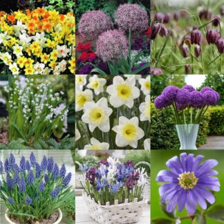 Spring Magic Bulbs - Bundle of £126 Worth of Autumn Planting Bulbs For Under £25!!