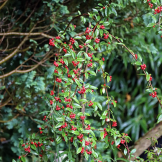 Cotoneaster 'Hybridus Pendulus' - Weeping Cotoneaster - Circa 2m Tall