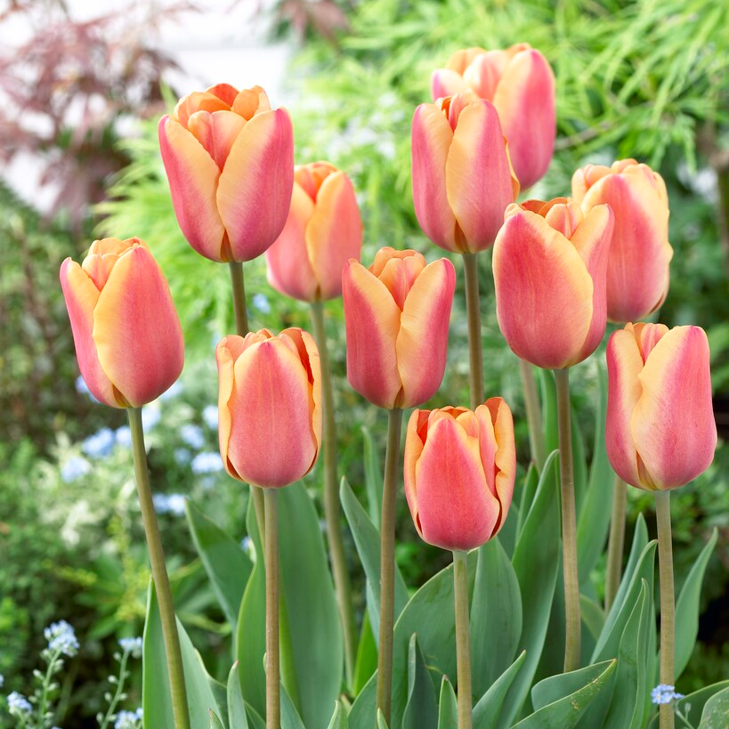 Tulipa Apricot Fox - Pack of 6