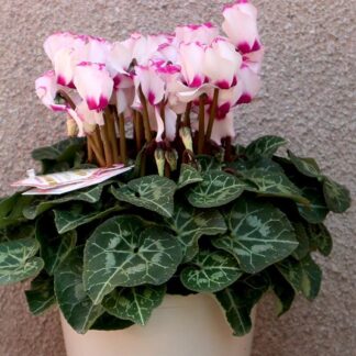 Cyclamen Victoria Plant in Bud & Bloom