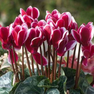 Festive Cyclamen Flame Bicolour in Bud And Bloom