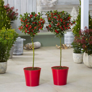 Pair of Premium Quality Festive Holly Trees Covered in Berries With Contemporary Red Planters