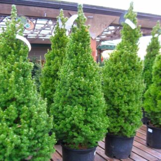 Picea Glauca Conica - Dwarf Alberta Spruce - Large Circa 90cm-110cm Specimen
