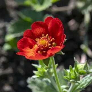 Potentilla Atrosanguinea