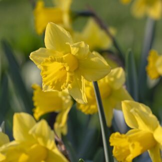 Narcissus Tamara - Pack of 10 Bulbs