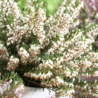 Erica 'White Perfection' - Large White Winter Flowering Heather