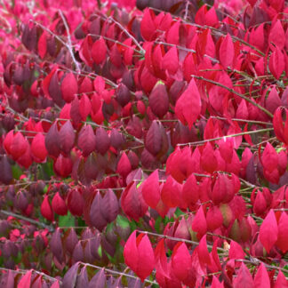 Euonymus Alatus - Burning Bush Euonymus - Large Specimen