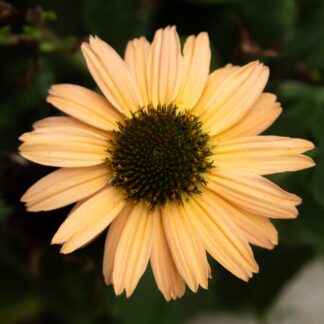 Echinacea Purpurea Meditation Lime - Cone Flower Plants - in Bud & Bloom
