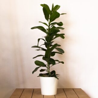 Ficus Microcarpa 'Smile' - Chinese Banyan Tree - 100-120cm
