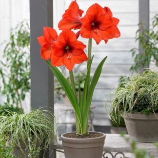 Amaryllis - Orange Queen - Hippeastrum Bulb