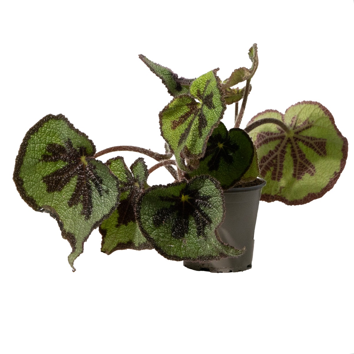 Begonia Leaf Masoniana 'Iron Cross'