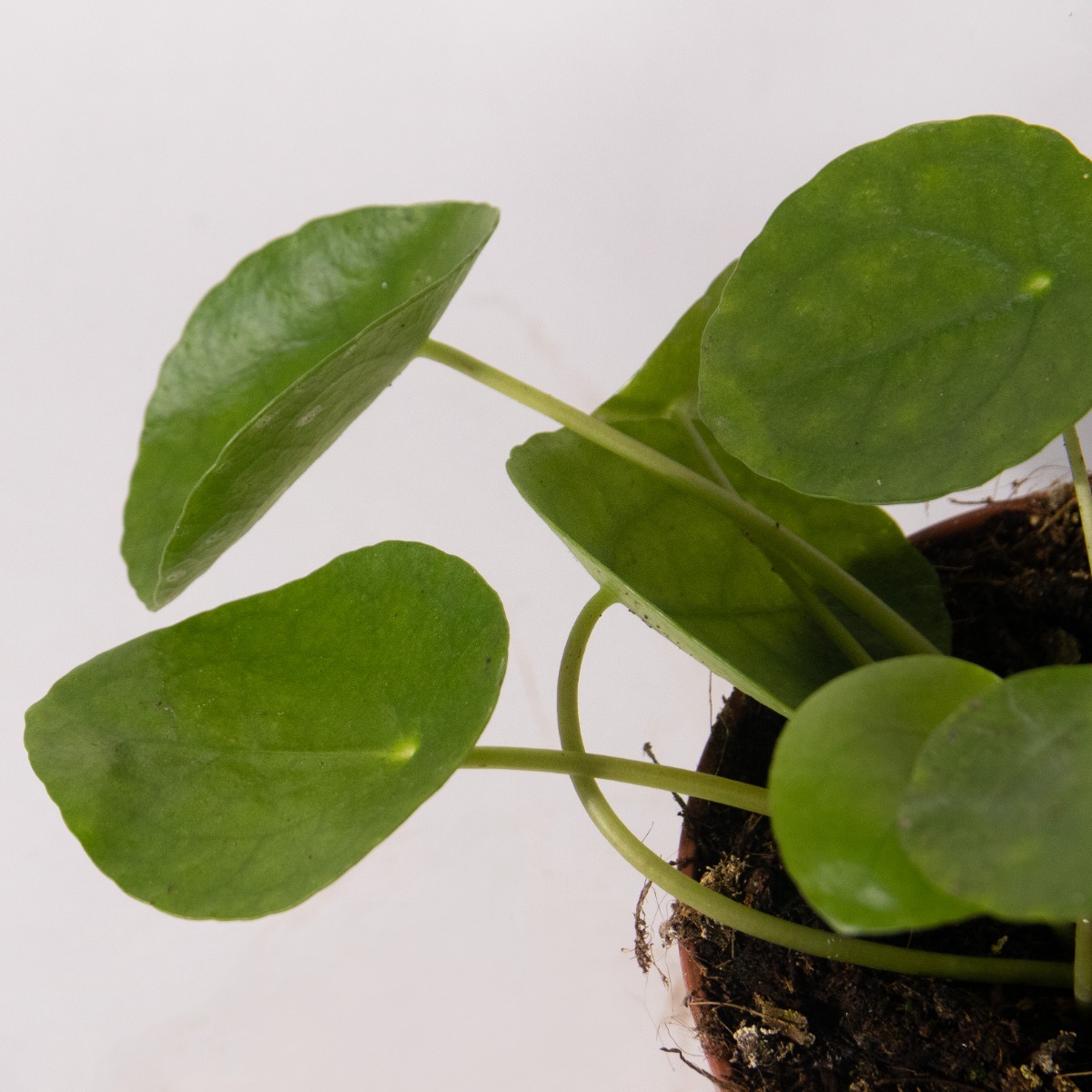 Pilea Peperomoides - Chinese Money Plant
