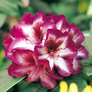 Rhododendron Hans Hachmann - Evergreen Rhododendron