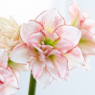 Amaryllis Striped Amadeus - Hippeastrum Bulb