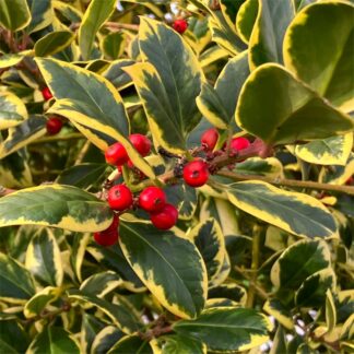 Ilex Golden King - Golden Variegated Female Holly