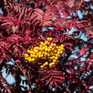 Sorbus Joseph Rock - Mountain Ash Tree - Xxxcm