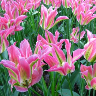 Tulip Virichic- Pack of 6
