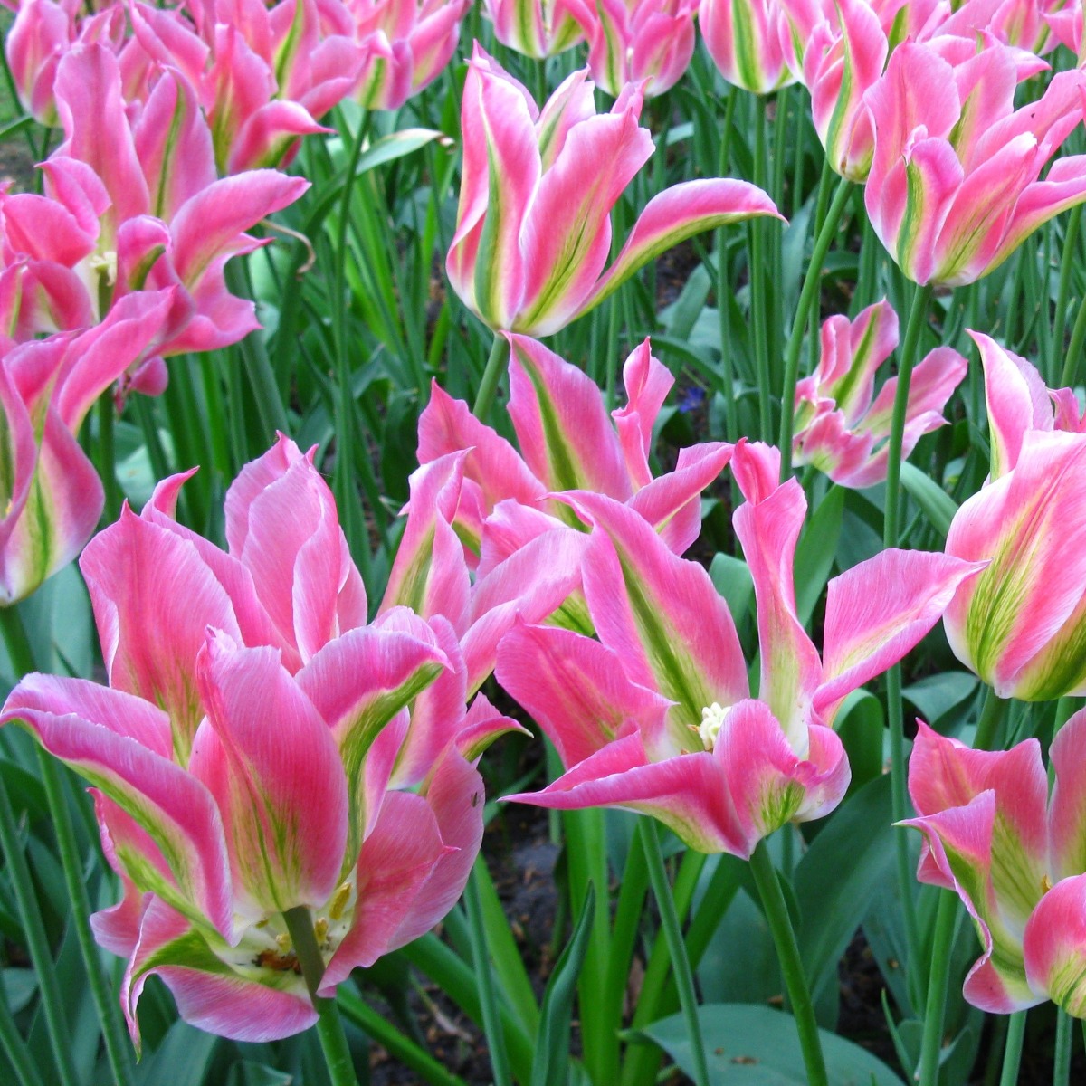 Tulip Virichic- Pack of 6