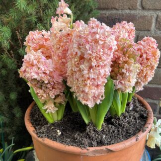 Double Peach Flowering Hyacinth 'Masquerade' - Pack of 3