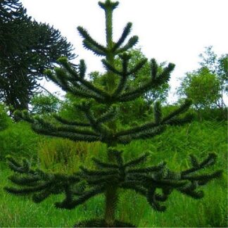 Monkey Puzzle Tree - Araucaria Araucana - Monkey Puzzle Tree - Extra Large