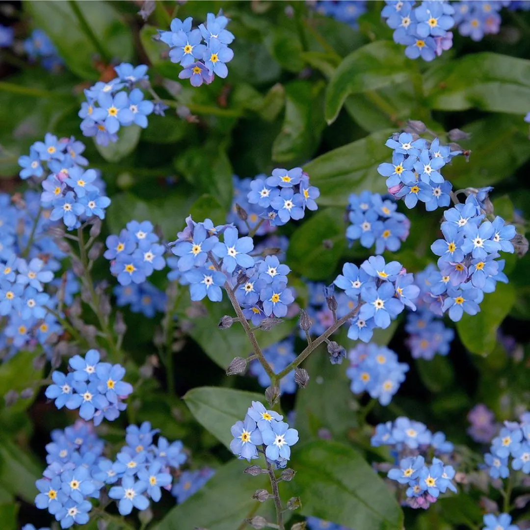 Forget Me Not Duo Terracotta Growing Set