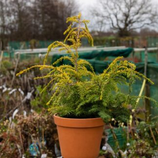 Tsuga Canadensis 'Golden Splendor'