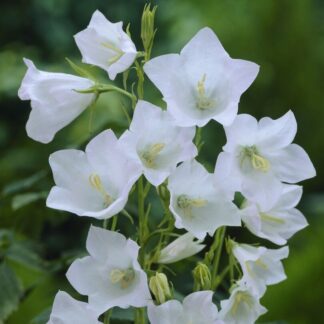 Campanula Persicifolia Alba