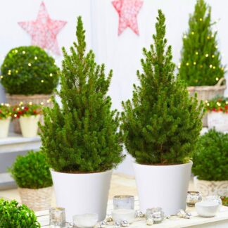Pair of Circa 70cm Contemporary Christmas Trees in Festive White Pots