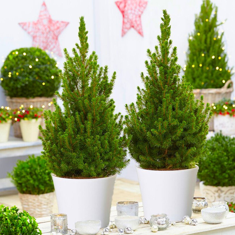 Pair of Circa 70cm Contemporary Christmas Trees in Festive White Pots