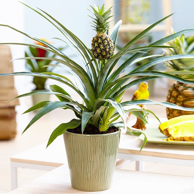 Ananas - Indoor Pineapple Plant