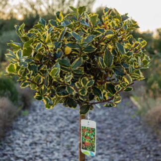Ilex Aquifolium Rubricaulis Aurea - Large Standard Holly Tree