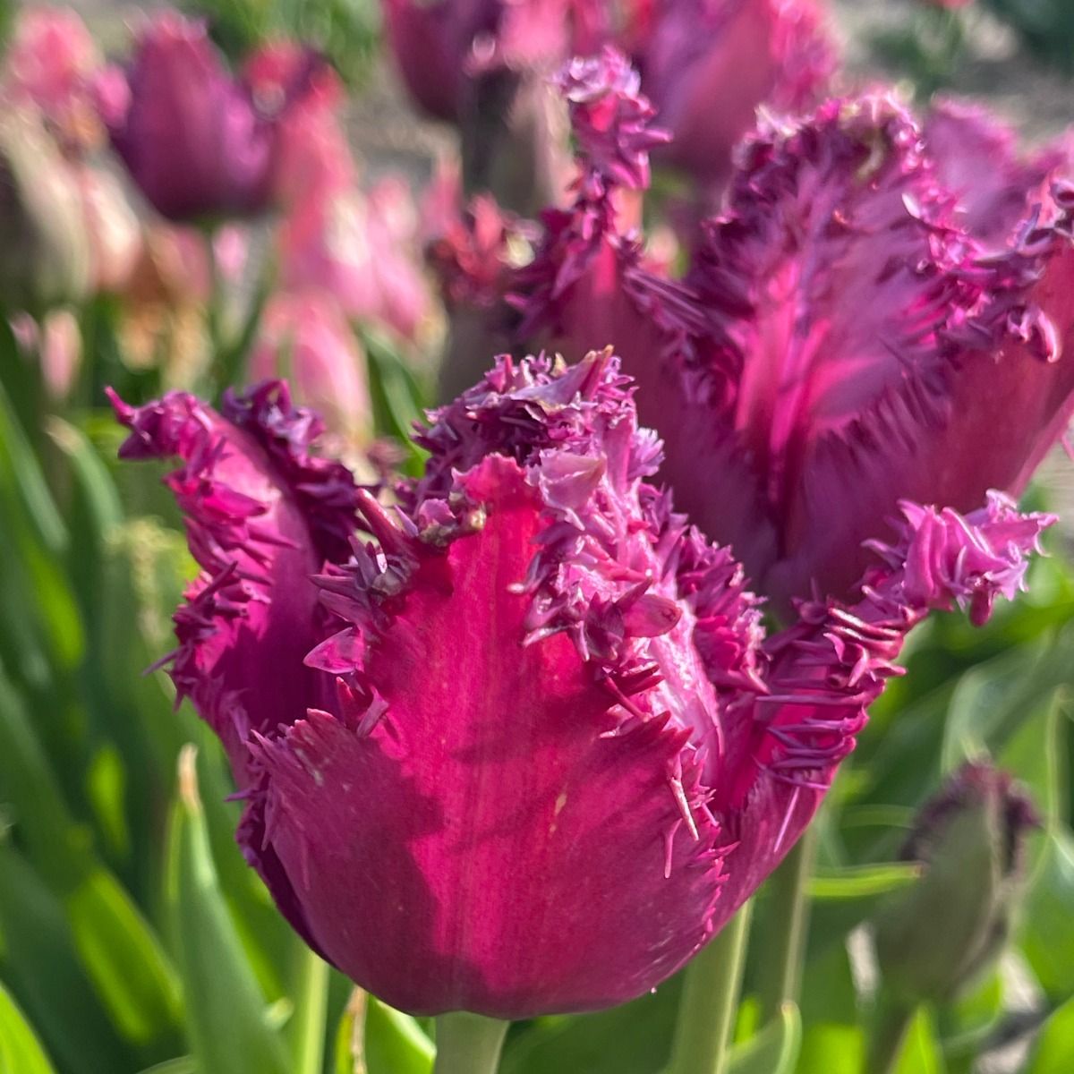 Tulipa Purple Jaws - Pack of 6