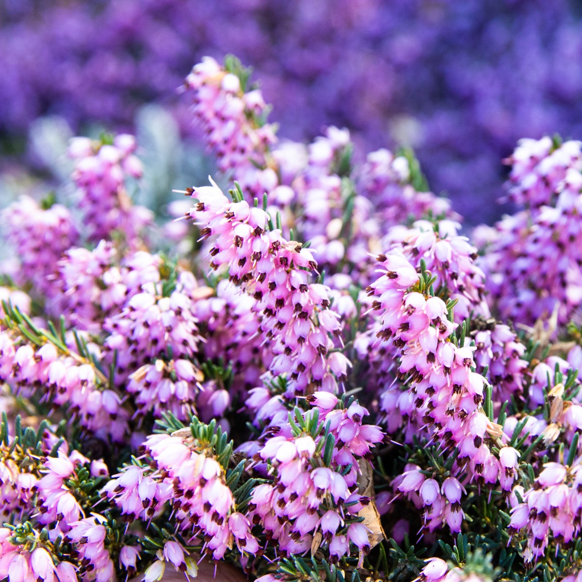 Erica Darleyensis 'Darley Dale' - Large Pink Winter Flowering Heather