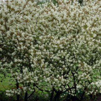 Amelanchier Laevis 'Snowflakes' - Serviceberry Tree - Circa 2m Tall