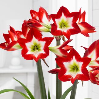Amaryllis - Tres Chic - Red With White Heart Hippeastrum Bulb