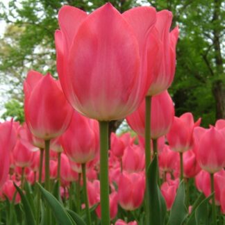 Tulip Christmas Dream - Pack of 6 Bulbs